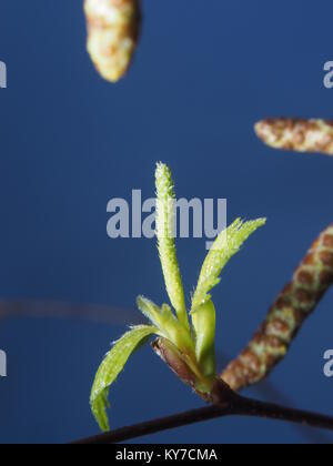 Das blühen von Frühjahr Birkenblätter. Die auf einem blauen Hintergrund. Blüten, Blätter, Stängel und Blüten der Birke. Makro. Stockfoto