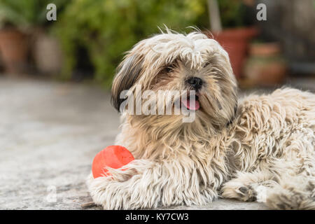Shih Tzu, auch als die Chrysantheme Hund bekannt, ist ein Spielzeug Hund Rasse sitzt auf dem Boden mit einem Ball spielen Stockfoto