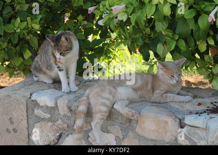 Zwei Katzen auf einer Steinmauer auf einem Hintergrund von grünen Blättern und Blumen Stockfoto