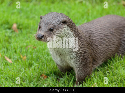 Eurasischen oder gemeinsamen Otter Stockfoto