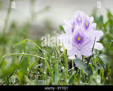 Shinning wie ein Pfau Stockfoto