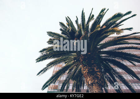 Palme in tropischen Stadt minimal Landschaft Hintergrund Stockfoto