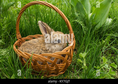 Braun kleine Kaninchen Baby in einem Korb auf dem grünen Rasen. Stockfoto