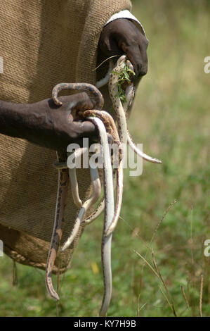 Snake-Catcher mit einer Handvoll junge Vipern, Tamil Nadu, Südindien Stockfoto