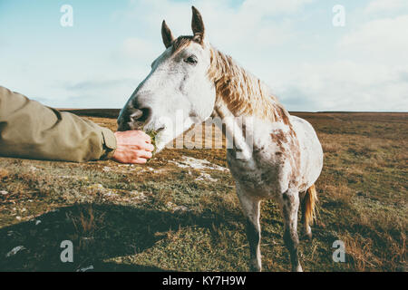 Mann hand feeding White Horse Lifestyle Tier und Menschen Freundschaft Travel Concept Stockfoto
