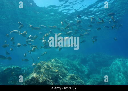Unterwasser Mittelmeer, shoal von Fisch Brassen salema Porgy, Sarpa salpa, Costa Brava, Katalonien, Spanien Stockfoto