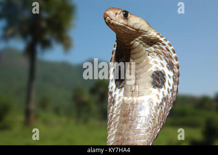 King Cobra, Naja Naja, mit ausgestelltem Kapuze Umfragen sein Revier im Bundesstaat Tamil Nadu, Südindien Stockfoto