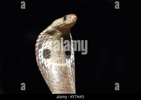 King Cobra, Naja Naja, mit ausgestelltem Kapuze vor schwarzem Hintergrund, Tamil Nadu, Südindien Stockfoto