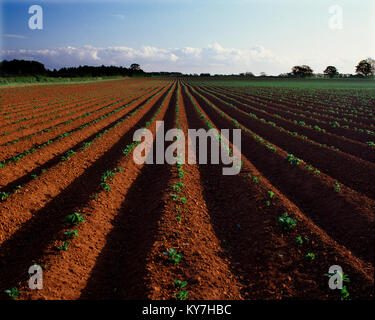 Jungen Kartoffelpflanzen in einem Zerfurcht Feld in der Nähe von Belvoir, Vale von Belvoir, Rutland, England, Großbritannien Stockfoto