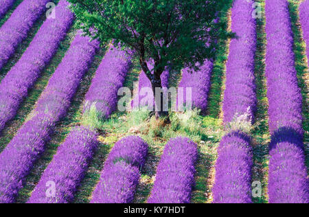 Einsamer Baum in einem Lavendelfeld in der Provence, Frankreich. Stockfoto