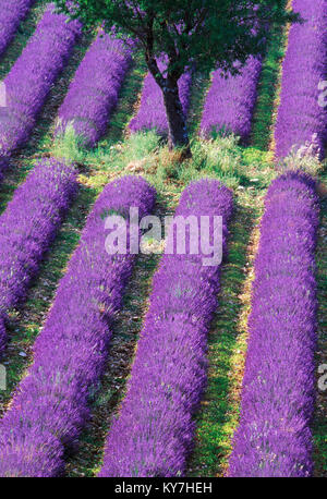 Einsamer Baum in einem Lavendelfeld in der Provence, Frankreich. Stockfoto