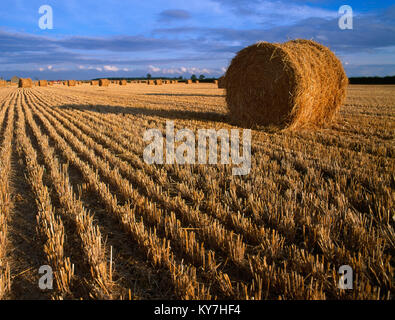 Geerntete Heu Ballen, in der Nähe von Castle Bytham, Stamford, Lincolnshire, England, Großbritannien Stockfoto