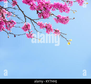 Filialen mit frischen rosa Blüten in der Morgensonne gegen den blauen Himmel. Judas tree Stockfoto