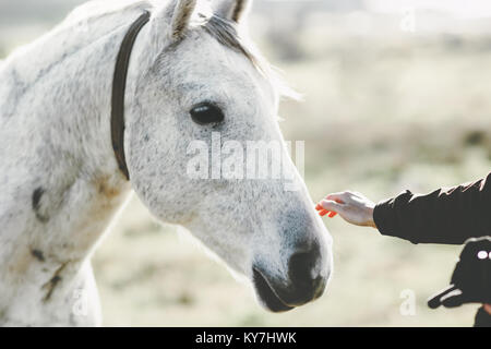 White Horse Head Hand berühren Lifestyle Tier und Menschen Freundschaft freundlichkeit Konzept Stockfoto