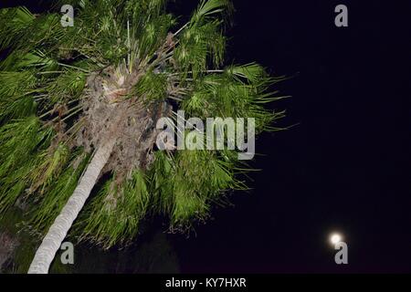 Bilder bei Nacht der Mond mit Bäumen im Vordergrund, Byfield State Forest, Queensland, Australien Stockfoto