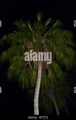 Bilder bei Nacht der Mond mit Bäumen im Vordergrund, Byfield State Forest, Queensland, Australien Stockfoto