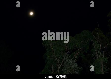 Bilder bei Nacht der Mond mit Bäumen im Vordergrund, Byfield State Forest, Queensland, Australien Stockfoto