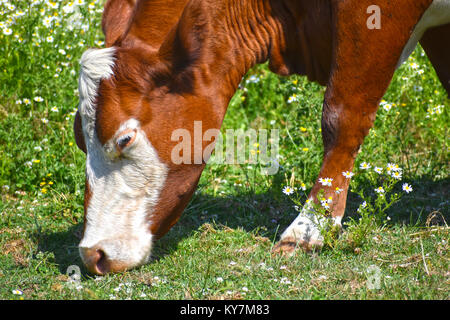 Kuh essen Gras in einem Feld der kleinen daisy flowers. Sie ist Gras in dieser detaillierten Nahaufnahme von ihren Mund auf dem Boden zugeführt. Stockfoto