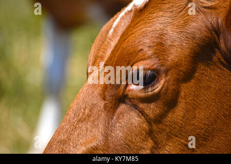 Einer Kuh Auge ganz nah - die Kuh hat tränende Augen und die Flüssigkeit an der Seite von seinem Gesicht laufen. Stockfoto