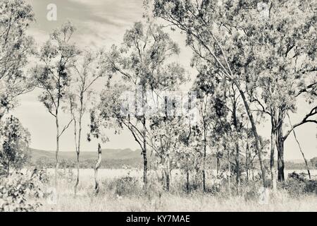 Ackerland und Bush in der Nähe von Clairview, Eukalyptus dominiert Trocken sclerophyll Wald in Schwarz und Weiß, Clairview, Queensland, Australien Stockfoto