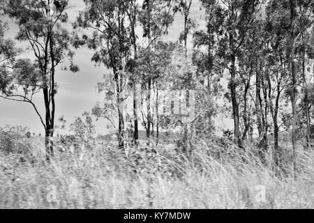 Langes Gras weht im Wind, Ackerland und Bush in der Nähe von Clairview, Queensland, Australien Stockfoto