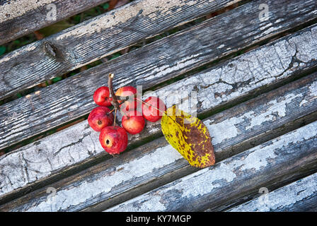 Kleine rote wilde Äpfel auf der alten Bank im Herbst Park Stockfoto