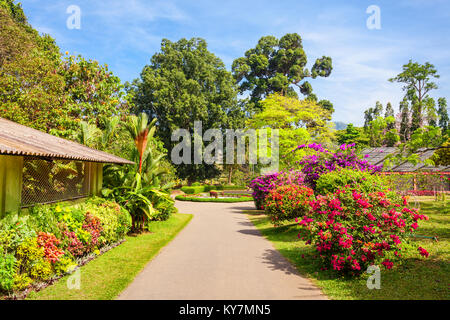 KANDY, SRI LANKA - 21. FEBRUAR 2017: peradeniya Royal Botanic Gardens in der Nähe von Kandy, Sri Lanka. Peradeniya Royal Botanic Gardens sind die la Stockfoto