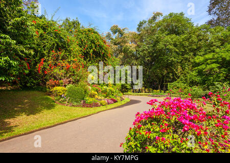 KANDY, SRI LANKA - 21. FEBRUAR 2017: peradeniya Royal Botanic Gardens in der Nähe von Kandy, Sri Lanka. Peradeniya Royal Botanic Gardens sind die la Stockfoto