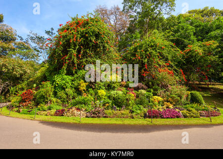 KANDY, SRI LANKA - 21. FEBRUAR 2017: peradeniya Royal Botanic Gardens in der Nähe von Kandy, Sri Lanka. Peradeniya Royal Botanic Gardens sind die la Stockfoto