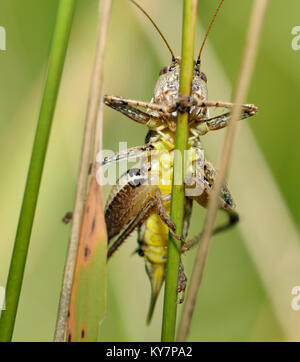 Dunkle Bush - Kricket - Pholidoptera griseoaptera Weiblichen zeigen Gelbe Unterseite Stockfoto