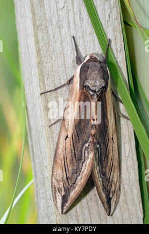 Priwet Tabakschwärmer - Sphinx ligustri eins von Britains größte Motten Stockfoto