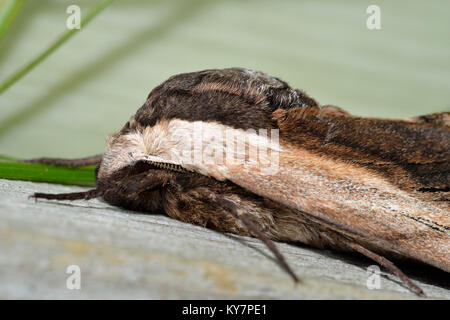 Priwet Tabakschwärmer - Sphinx ligustri Stockfoto