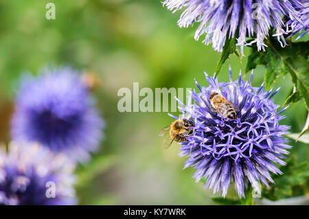 Eine Makroaufnahme einer Biene sammelt Nektar auf einer Wiese kornblume Blume nützlich für Stockfoto