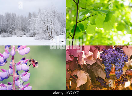 Vier Jahreszeiten des Jahres. Natur im Frühling, Sommer, Herbst und Winter. Stockfoto