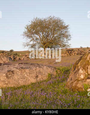 Drift der Bluebells durch Felsen, ein Schatten der Lila durch die Abendsonne Schuß auf Dartmoor, Devon, Großbritannien Stockfoto