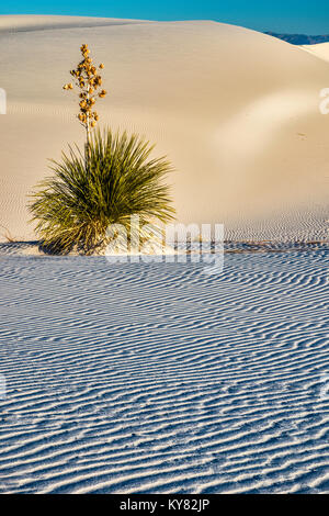 Soaptree Yucca aka Yucca elata in Dünen aus Gipskristallen im White Sands National Park, New Mexico, USA Stockfoto