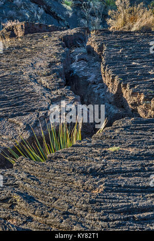 Tiefe Risse in Pahoehoe Lavafeld Malpais, Carrizozo Lava an der Senke von Bränden Erholungsgebiet, Tularosa tat Becken in der Nähe von Carrizozo, New Mexico, USA Stockfoto