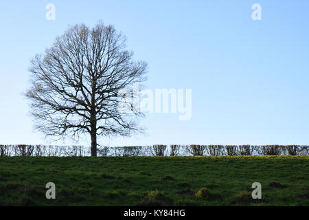 Leafless tree set against a cloudless sky in front of a trimmed hedge overlooking a grassy field. Stockfoto