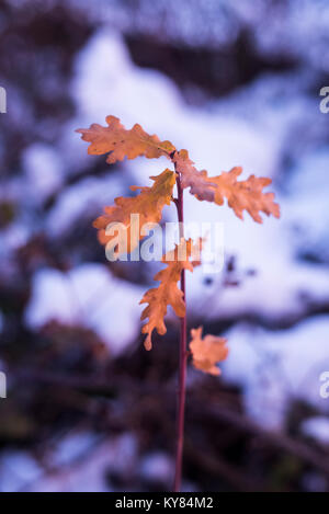 Eiche bäumchen im Schnee Stockfoto