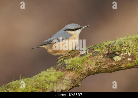 Eurasischen Kleiber (Sitta Europeae) Erwachsenen, auf bemoosten Ast sitzend, West Yorkshire, England, November Stockfoto