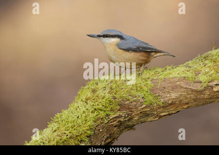 Eurasischen Kleiber (Sitta Europeae) Erwachsenen, auf bemoosten Ast sitzend, West Yorkshire, England, November Stockfoto