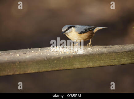 Eurasischen Kleiber (Sitta Europeae) Erwachsenen, Fütterung auf Parkbank, West Yorkshire, England, November Stockfoto