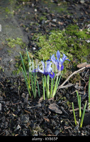 Zwerg Schwertlilien, botanischen Gärten, Sheffield, South Yorkshire, England, UK Vereinigtes Königreich, Europa. Stockfoto