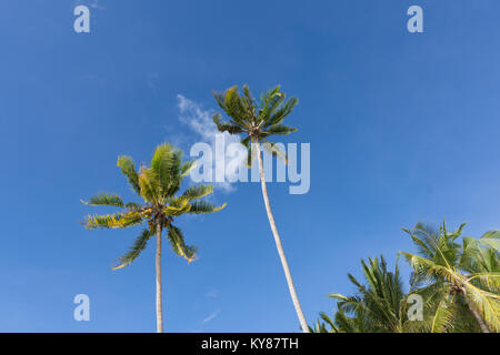 Nach oben Blick auf den Gipfeln der hohen Palmen vor einem strahlend blauen Himmel. Stockfoto
