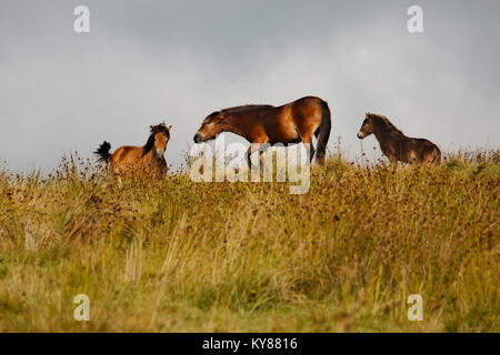 Eine wilde Exmoor pony Fohlen gezüchtigt von Mutter und Bruder oder Schwester, schaut an. Stockfoto