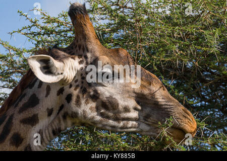 Giraffen füttern auf Blätter in Akazie Krone, in der Mitte der Dornen, Nahaufnahme, Profil, Porträt, Oktober 2017, Serengeti National Park, Tansania, Stockfoto