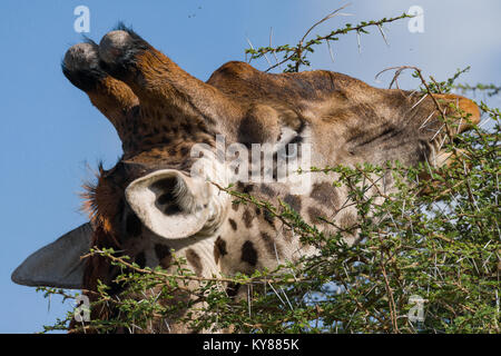 Giraffen füttern auf Blätter in Akazie Krone, in der Mitte der Dornen, Nahaufnahme, Profil, Porträt, Oktober 2017, Serengeti National Park, Tansania, Stockfoto