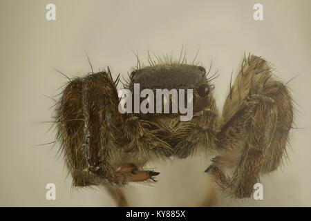 Close-up Spider. Spider Augen Stockfoto