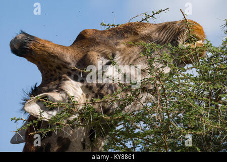 Giraffen füttern auf Blätter in Akazie Krone, in der Mitte der Dornen, Nahaufnahme, Profil, Porträt, Oktober 2017, Serengeti National Park, Tansania, Stockfoto