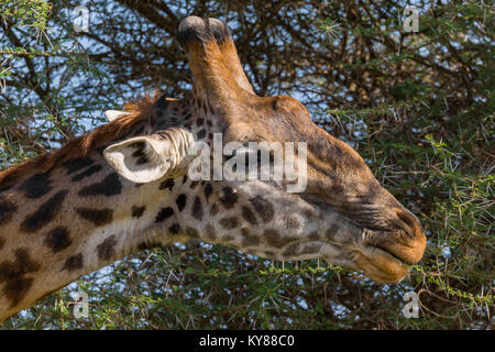 Giraffen füttern auf Blätter in Akazie Krone, in der Mitte der Dornen, Nahaufnahme, Profil, Porträt, Oktober 2017, Serengeti National Park, Tansania, Stockfoto